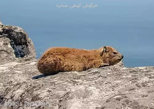 خرگوش کوهی صخره